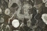 Polished Devonian Fossil Coral and Bryozoan Plate - Morocco #365133-1